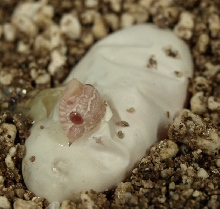 Snow Hognose