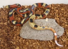 Striped Clown Het Albino Nelsoni