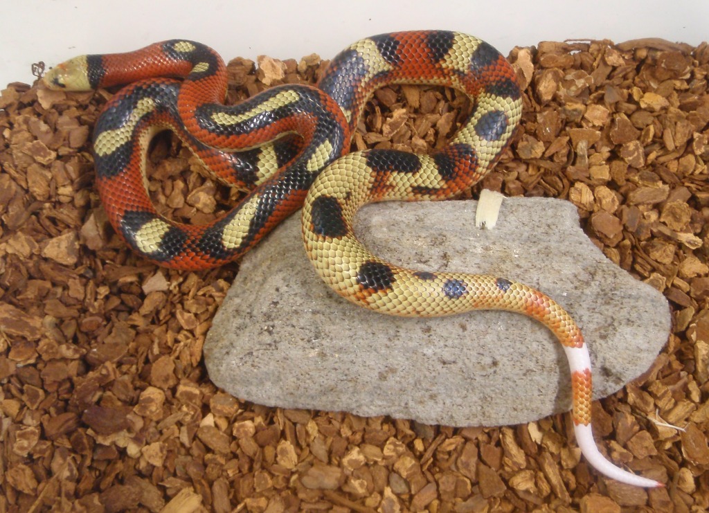 Striped Clown Het Albino Nelsoni