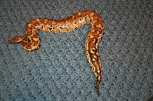 Leopard blood