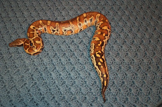 Leopard blood