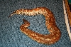 my new male