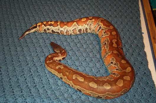 my new male