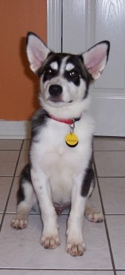 Beau