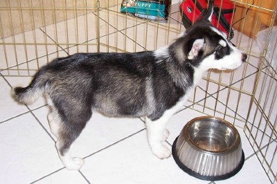 Beau - 1st day home