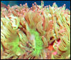 Saltwater - Austin Aquariums