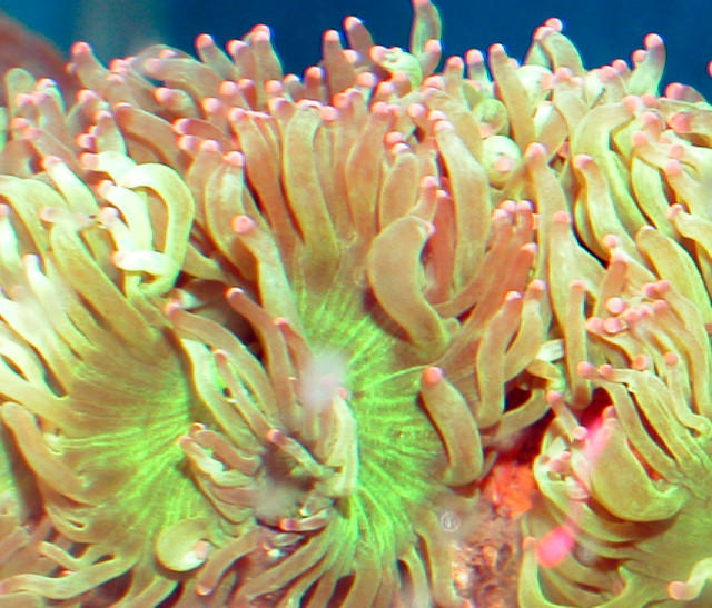 Saltwater - Austin Aquariums