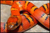 Variable king