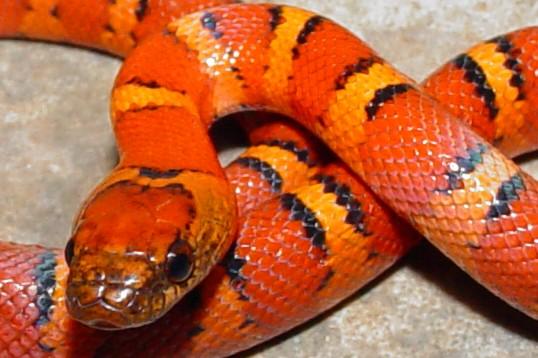Variable king