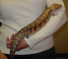 Northern Blue Tongue Skink