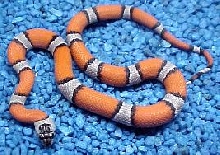 Grey Banded Kingsnake
