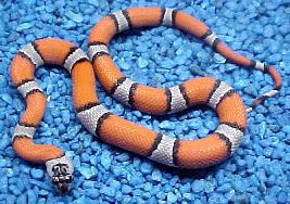 Grey Banded Kingsnake