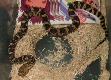 Louisiana Pine (P Ruthveni) '04 Hatchling