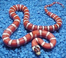 Arizona mountain kingsnake