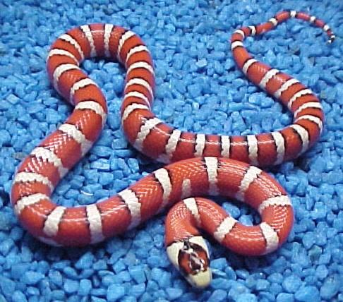 Arizona mountain kingsnake