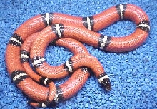 Sinaloan milk snake