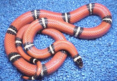 Sinaloan milk snake
