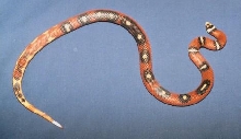 Abberant Nelsons milk snake