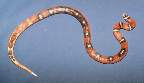 Abberant Nelsons milk snake