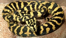 Jungle Carpet
