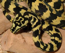 Jungle Carpet Python