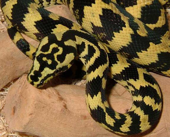 Jungle Carpet Python