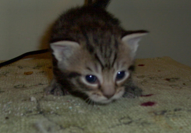 Murphy