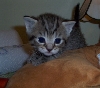 Minette