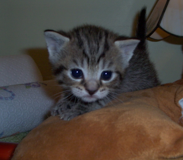 Minette