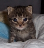 foster kitten, Annie