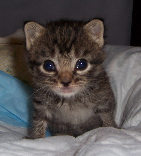 foster kitten, Annie