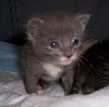 foster kitten, Andy