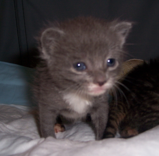 foster kitten, Andy