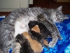 Mama Kitty and her Family