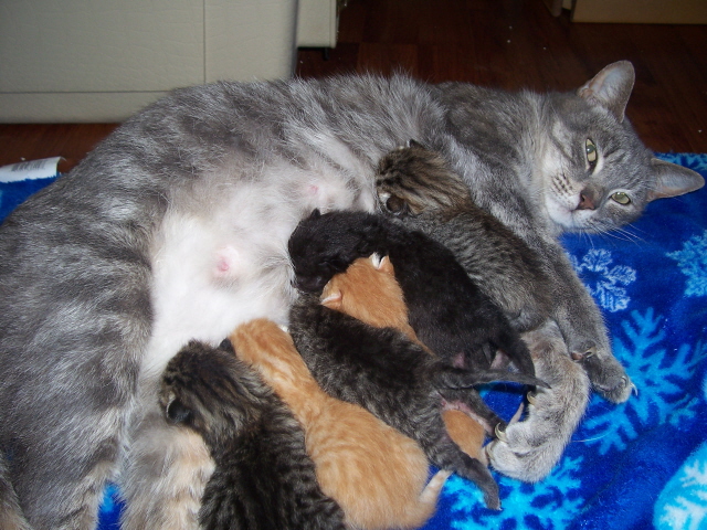 Mama Kitty and her Family