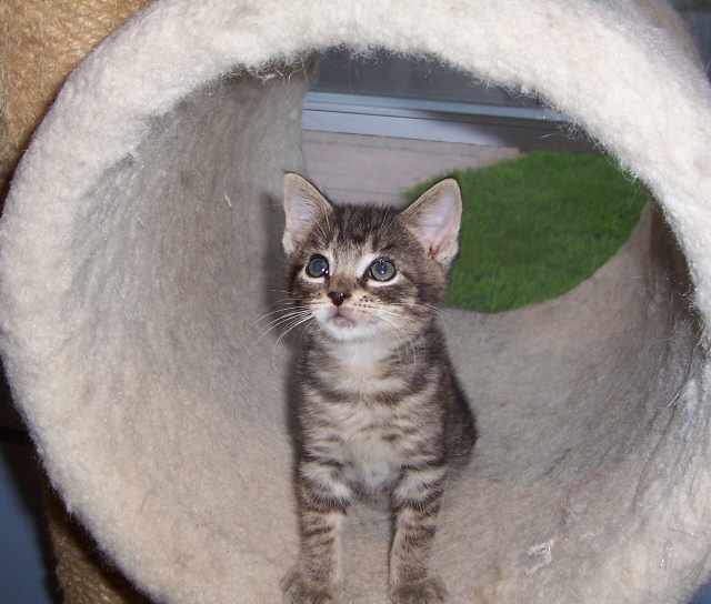 Annie....8 weeks