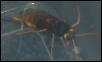 waspthing 1