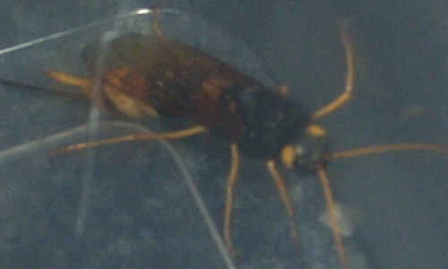 waspthing 1