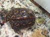 turtle1