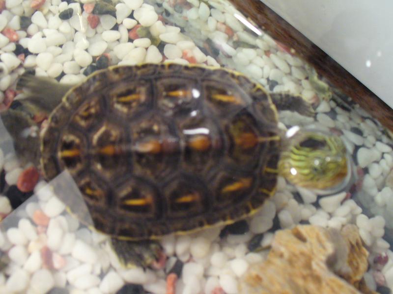 turtle1