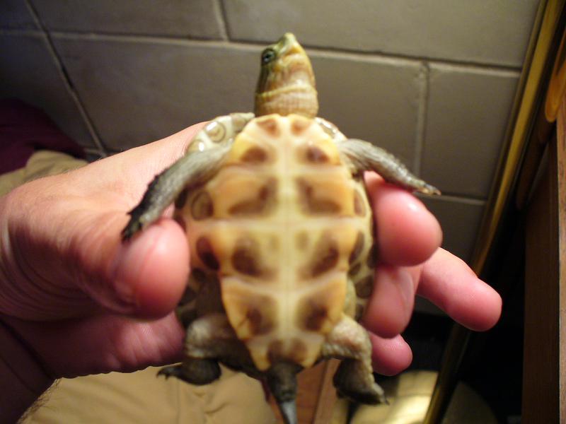 turtle1