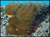 Saltwater - Austin Aquariums