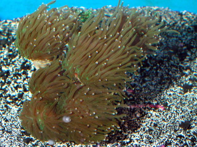 Saltwater - Austin Aquariums