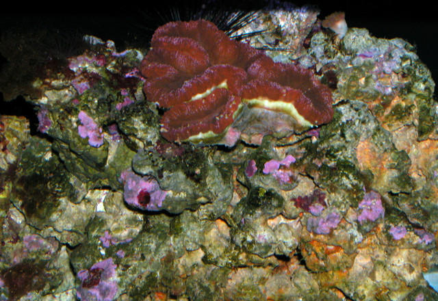 Saltwater Photos