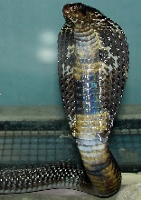 Black Pakistan Cobra (Naja naja karachiensis)