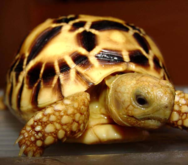 Burmese Star Tortoise (Geochelone platynota)