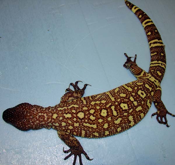 Rio Fuerte Beaded Lizard