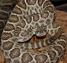RARE Hybrid Rattlesnake