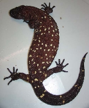 Mexican Beaded Lizard