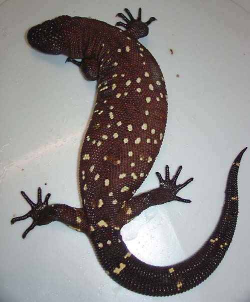 Mexican Beaded Lizard